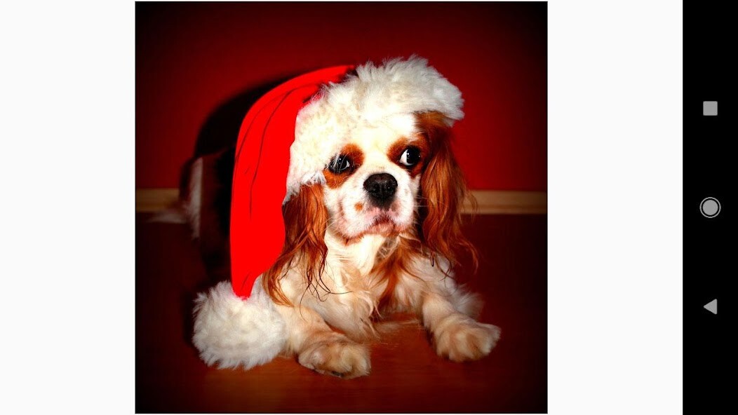 Run android online APK Christmas Dog Wallpapers from MyAndroid or emulate Christmas Dog Wallpapers using MyAndroid Run android online APK Christmas Dog Wallpapers from MyAndroid or emulate Christmas Dog Wallpapers using MyAndroid