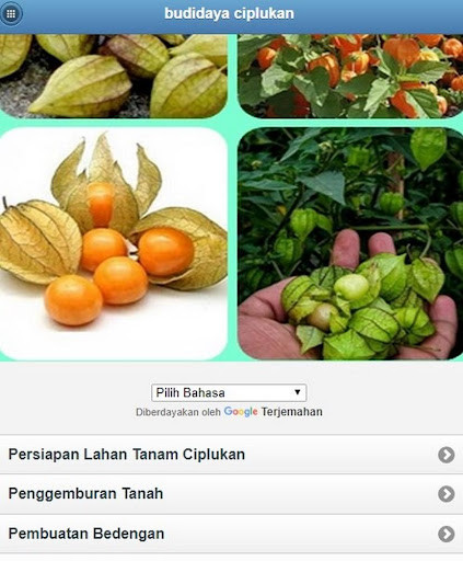 Run android online APK ciplukan cultivation from MyAndroid or emulate ciplukan cultivation using MyAndroid Run android online APK ciplukan cultivation from MyAndroid or emulate ciplukan cultivation using MyAndroid