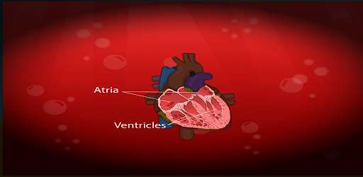 Run android online APK Circulatory and Lymphatic Systems from MyAndroid or emulate Circulatory and Lymphatic Systems using MyAndroid