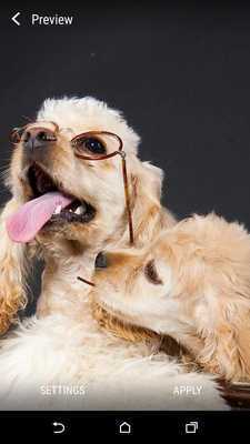 Emulate Android APK Cocker Spaniel Live Wallpaper Emulate Android APK Cocker Spaniel Live Wallpaper
