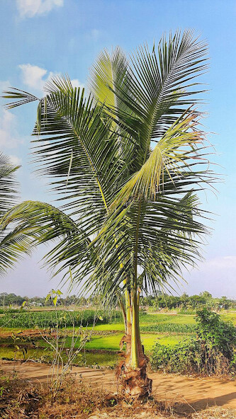 Run android online APK Coconut Tree Wallpaper from MyAndroid or emulate Coconut Tree Wallpaper using MyAndroid