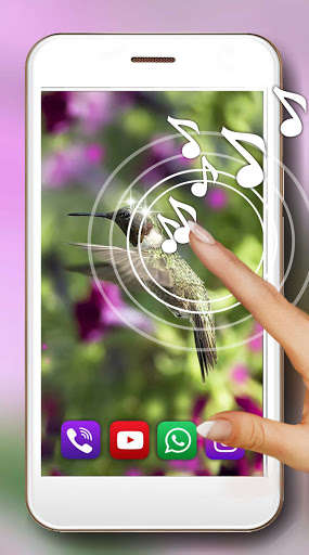 Run android online APK Colibri and Flowers from MyAndroid or emulate Colibri and Flowers using MyAndroid