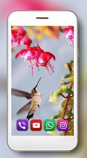 Run android online APK Colibry Hummingbird Cute from MyAndroid or emulate Colibry Hummingbird Cute using MyAndroid