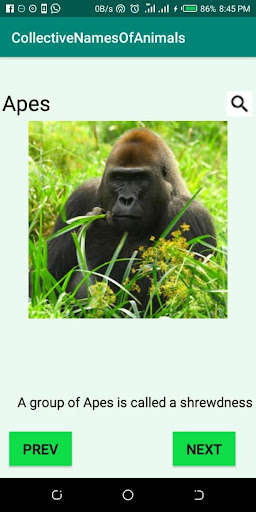 Run android online APK CollectiveNamesOfAnimals from MyAndroid or emulate CollectiveNamesOfAnimals using MyAndroid