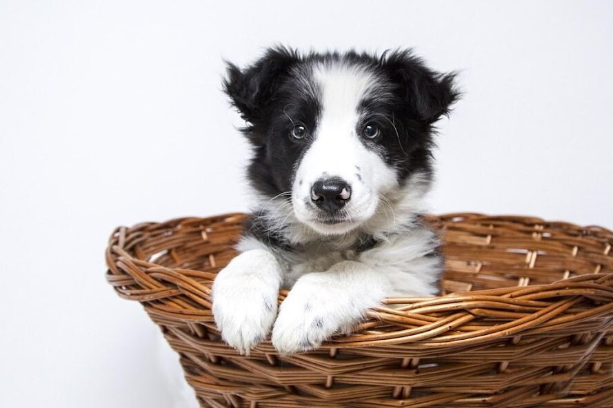 Run android online APK Collie Wallpapers from MyAndroid or emulate Collie Wallpapers using MyAndroid