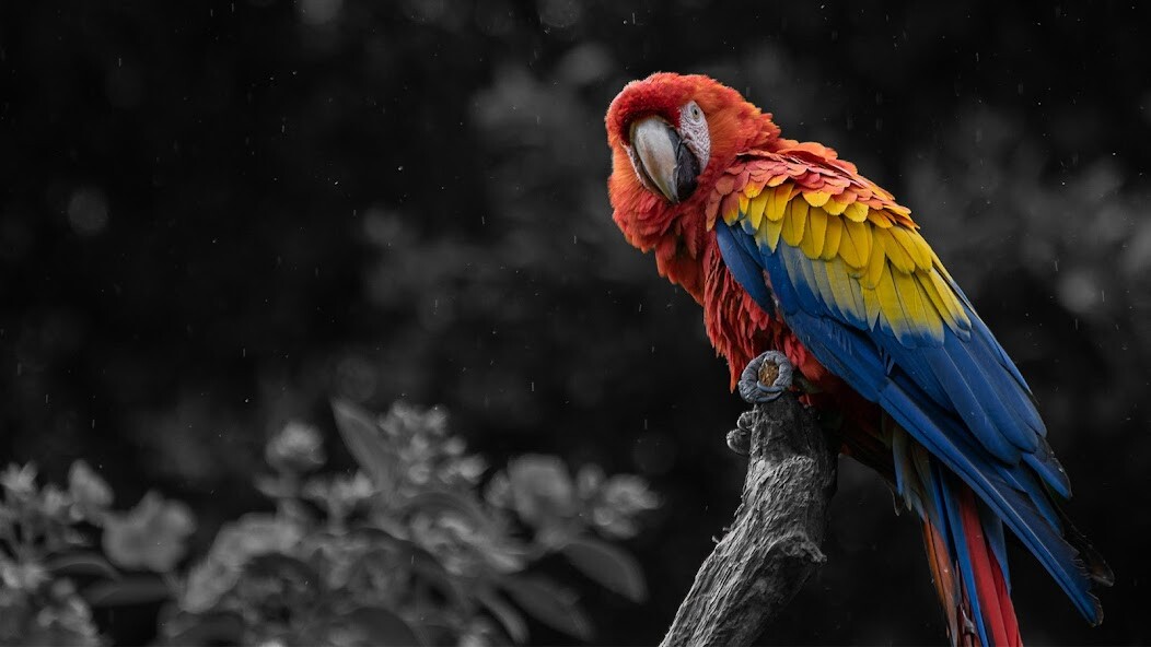 Run android online APK Color Effect Photo Editor from MyAndroid or emulate Color Effect Photo Editor using MyAndroid