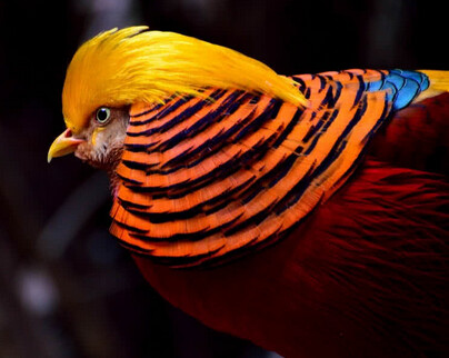Run android online APK Colorful Animals Wallpaper from MyAndroid or emulate Colorful Animals Wallpaper using MyAndroid