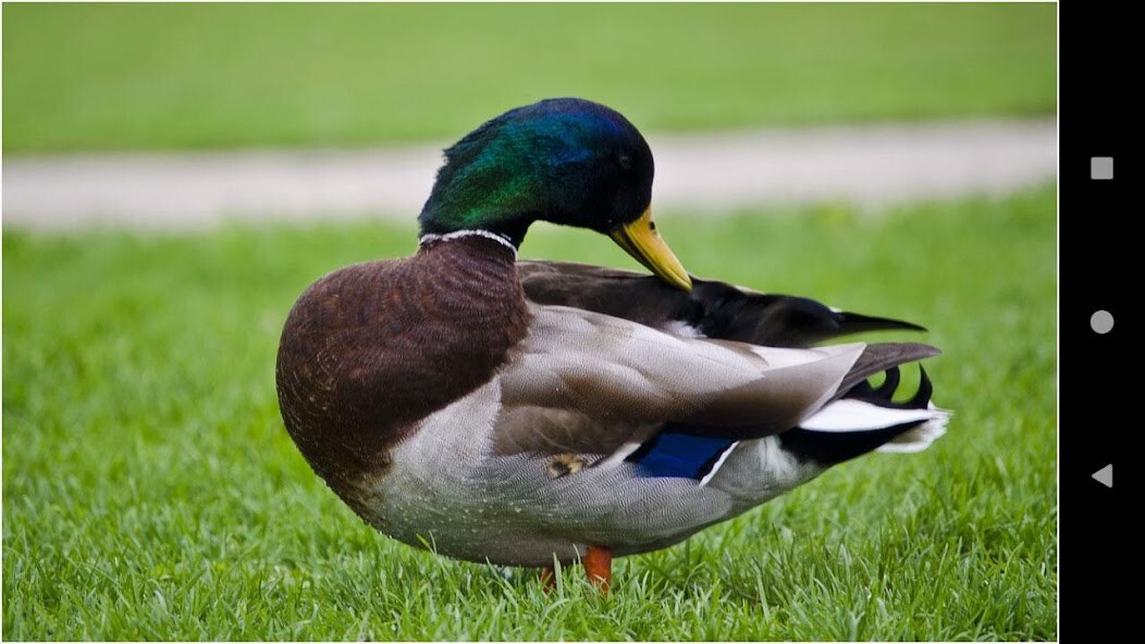 Run android online APK Colorful Duck Backgrounds from MyAndroid or emulate Colorful Duck Backgrounds using MyAndroid Run android online APK Colorful Duck Backgrounds from MyAndroid or emulate Colorful Duck Backgrounds using MyAndroid