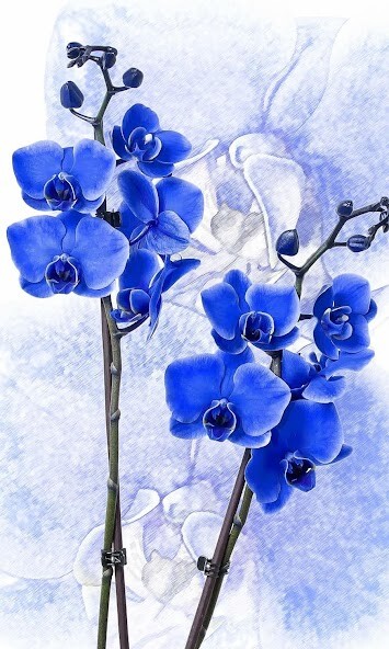 Run android online APK Colorful Orchid Wallpapers from MyAndroid or emulate Colorful Orchid Wallpapers using MyAndroid Run android online APK Colorful Orchid Wallpapers from MyAndroid or emulate Colorful Orchid Wallpapers using MyAndroid