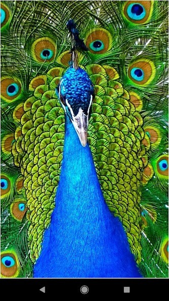 Run android online APK Colorful Peacock Backgrounds from MyAndroid or emulate Colorful Peacock Backgrounds using MyAndroid