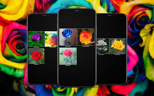 Run android online APK Colorful Roses Wallpapers from MyAndroid or emulate Colorful Roses Wallpapers using MyAndroid