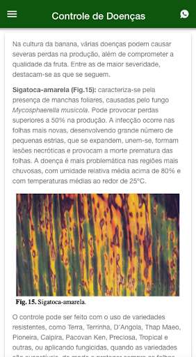 Run android online APK Como Plantar Banana from MyAndroid or emulate Como Plantar Banana using MyAndroid Run android online APK Como Plantar Banana from MyAndroid or emulate Como Plantar Banana using MyAndroid