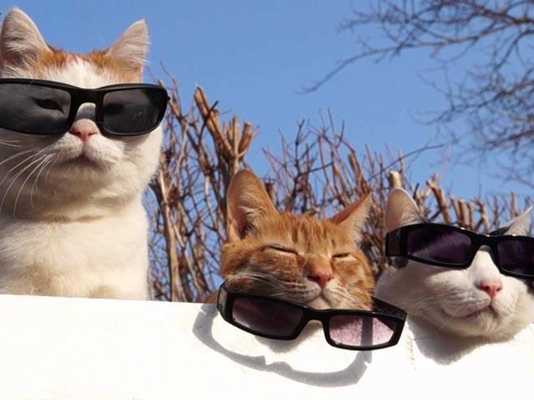 Emulate Android APK Cool Cats Wallpapers Emulate Android APK Cool Cats Wallpapers