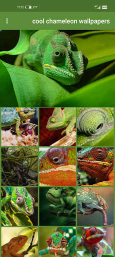 Run android online APK cool chameleon wallpapers from MyAndroid or emulate cool chameleon wallpapers using MyAndroid Run android online APK cool chameleon wallpapers from MyAndroid or emulate cool chameleon wallpapers using MyAndroid