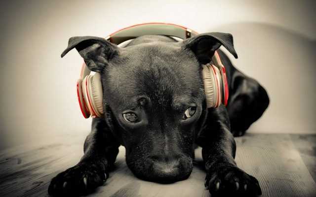 Emulate Android APK Cool Dog HD Wallpaper Emulate Android APK Cool Dog HD Wallpaper