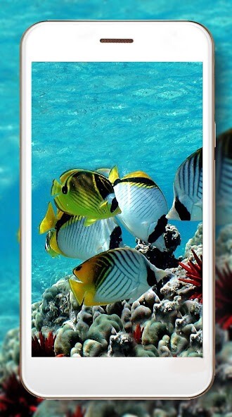 Run android online APK Coral Reef Fishes HD from MyAndroid or emulate Coral Reef Fishes HD using MyAndroid Run android online APK Coral Reef Fishes HD from MyAndroid or emulate Coral Reef Fishes HD using MyAndroid