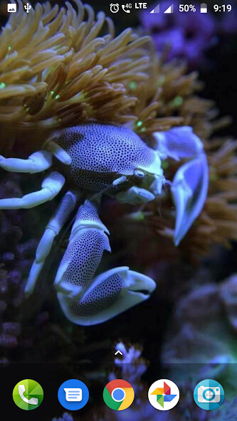 Run android online APK Coral Reef Hd Wallpaper from MyAndroid or emulate Coral Reef Hd Wallpaper using MyAndroid Run android online APK Coral Reef Hd Wallpaper from MyAndroid or emulate Coral Reef Hd Wallpaper using MyAndroid
