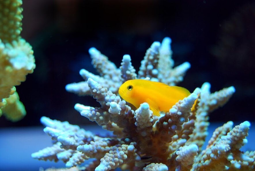 Run android online APK Corals wallpapers from MyAndroid or emulate Corals wallpapers using MyAndroid Run android online APK Corals wallpapers from MyAndroid or emulate Corals wallpapers using MyAndroid