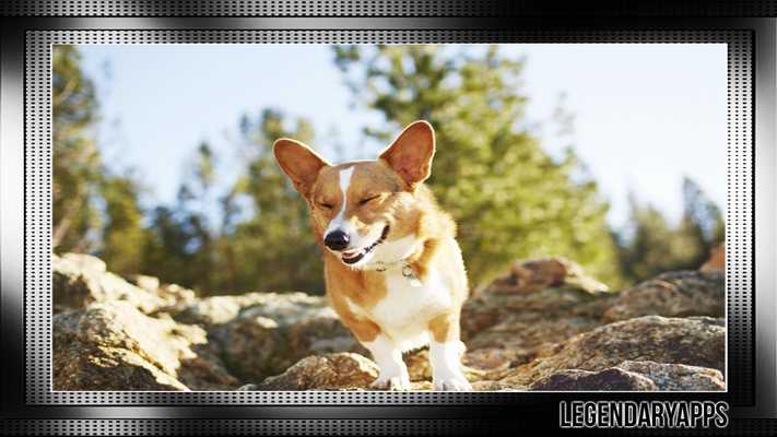 Emulate Android APK Corgi Pack 2 Wallpaper Emulate Android APK Corgi Pack 2 Wallpaper