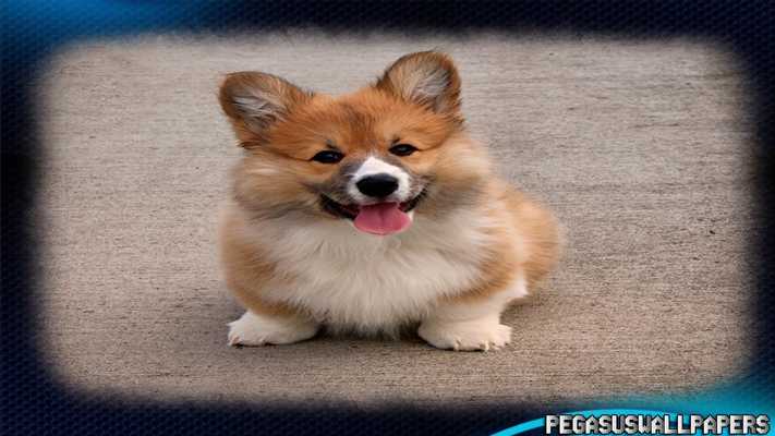 Emulate Android APK Corgi Pack 3 Wallpaper Emulate Android APK Corgi Pack 3 Wallpaper