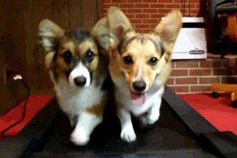 Run android online APK CorgiRunner from MyAndroid or emulate CorgiRunner using MyAndroid