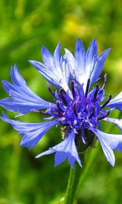 Emulate Android APK Cornflower Wallpapers Emulate Android APK Cornflower Wallpapers