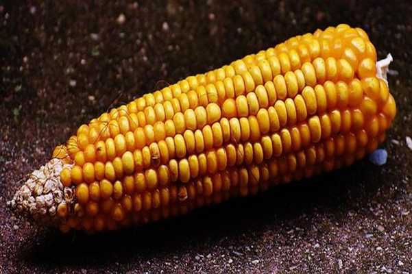 Emulate Android APK Corn For Health Emulate Android APK Corn For Health