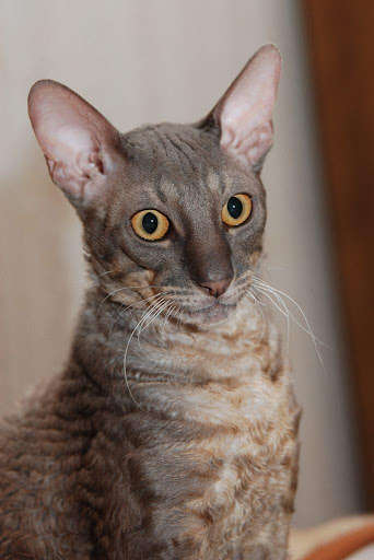 Run android online APK Cornish Rex Cat Wallpapers from MyAndroid or emulate Cornish Rex Cat Wallpapers using MyAndroid