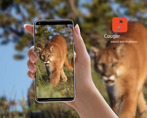 Run android online APK Cougar Sound Effects from MyAndroid or emulate Cougar Sound Effects using MyAndroid