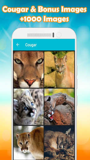 Run android online APK Cougar Wallpaper from MyAndroid or emulate Cougar Wallpaper using MyAndroid
