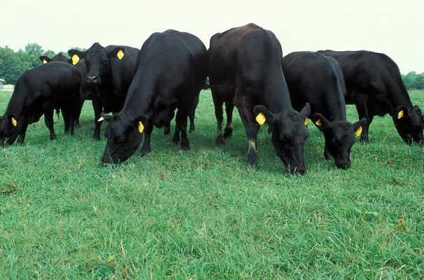 Emulate Android APK Cow Pastures Wallpapers (Free) Emulate Android APK Cow Pastures Wallpapers (Free)