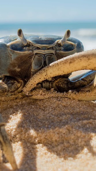Run android online APK Crab Wallpaper from MyAndroid or emulate Crab Wallpaper using MyAndroid Run android online APK Crab Wallpaper from MyAndroid or emulate Crab Wallpaper using MyAndroid