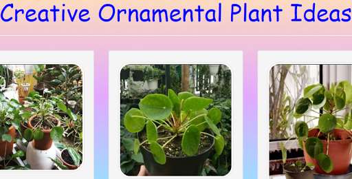 Run android online APK Creative Ornamental Plant Ideas from MyAndroid or emulate Creative Ornamental Plant Ideas using MyAndroid Run android online APK Creative Ornamental Plant Ideas from MyAndroid or emulate Creative Ornamental Plant Ideas using MyAndroid