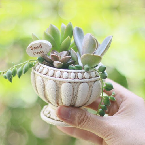 Run android online APK Creative Succulents Ideas from MyAndroid or emulate Creative Succulents Ideas using MyAndroid Run android online APK Creative Succulents Ideas from MyAndroid or emulate Creative Succulents Ideas using MyAndroid