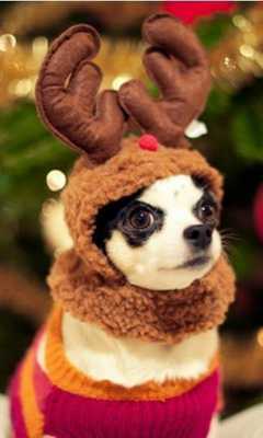 Emulate Android APK Cristmas Spirit wallpaper Emulate Android APK Cristmas Spirit wallpaper