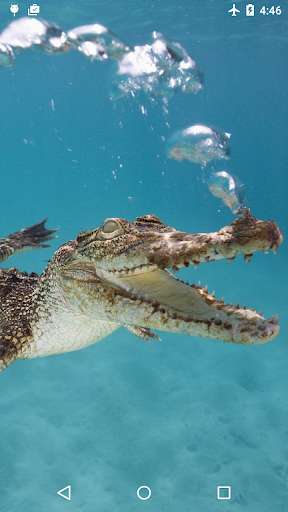 Run android online APK Crocodile 3D Live Wallpaper from MyAndroid or emulate Crocodile 3D Live Wallpaper using MyAndroid