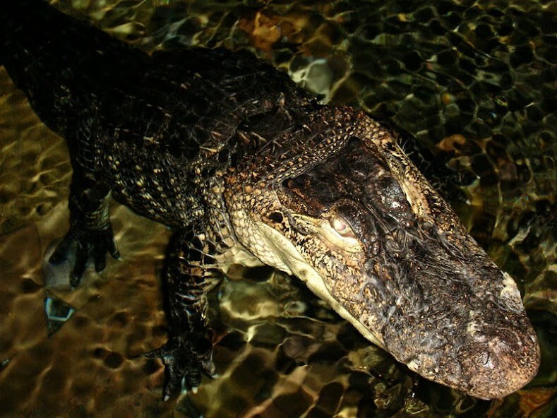 Run android online APK Crocodile 4K Wallpapers Auto Wallpaper Changer from MyAndroid or emulate Crocodile 4K Wallpapers Auto Wallpaper Changer using MyAndroid