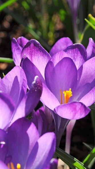 Run android online APK Crocus Wallpapers from MyAndroid or emulate Crocus Wallpapers using MyAndroid Run android online APK Crocus Wallpapers from MyAndroid or emulate Crocus Wallpapers using MyAndroid