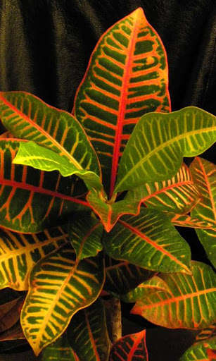 Run android online APK Croton Wallpaper from MyAndroid or emulate Croton Wallpaper using MyAndroid