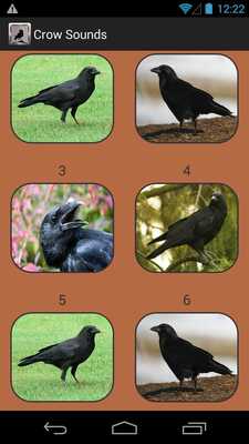 Emulate Android APK Crow Sound Collection Emulate Android APK Crow Sound Collection