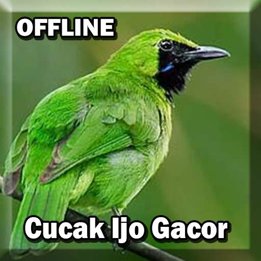 Run android online APK Cucak Ijo Gacor full Isian from MyAndroid or emulate Cucak Ijo Gacor full Isian using MyAndroid Run android online APK Cucak Ijo Gacor full Isian from MyAndroid or emulate Cucak Ijo Gacor full Isian using MyAndroid