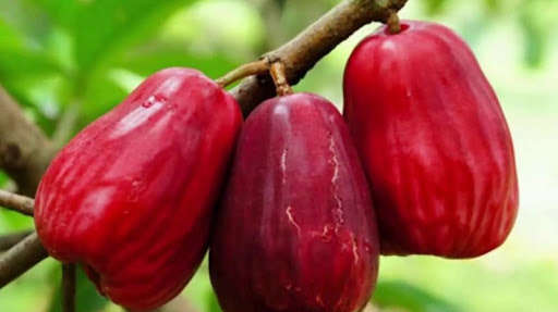 Run android online APK Cultivation Method Complete from MyAndroid or emulate Cultivation Method Complete using MyAndroid