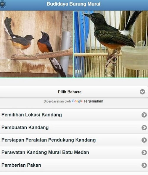 Run android online APK cultivation of Magpies from MyAndroid or emulate cultivation of Magpies using MyAndroid