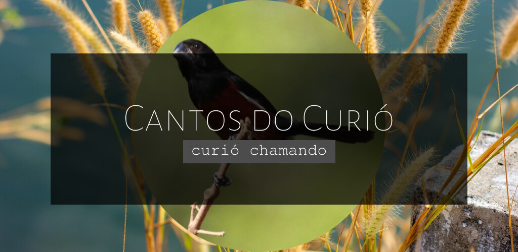 Run android online APK Curió chamando from MyAndroid or emulate Curió chamando using MyAndroid