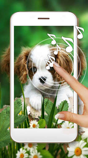 Run android online APK Cute and Fluffy Live Wallpaper from MyAndroid or emulate Cute and Fluffy Live Wallpaper using MyAndroid