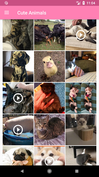 Run android online APK Cute Animals Pictures  Videos from MyAndroid or emulate Cute Animals Pictures  Videos using MyAndroid