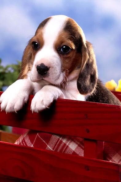 Run android online APK Cute Baby Animals Pictures from MyAndroid or emulate Cute Baby Animals Pictures using MyAndroid
