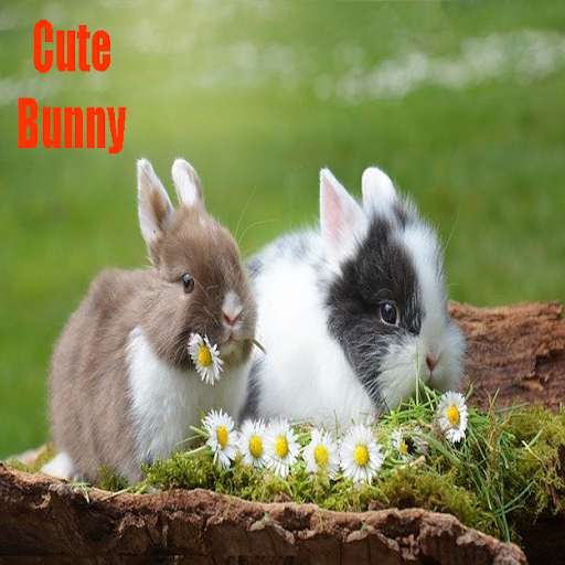 Run android online APK Cute Bunny Pictures from MyAndroid or emulate Cute Bunny Pictures using MyAndroid