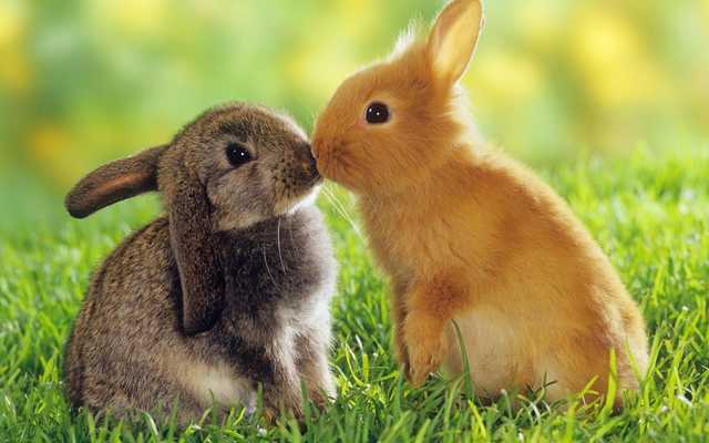 Emulate Android APK Cute Bunny Puzzle for Kids Emulate Android APK Cute Bunny Puzzle for Kids