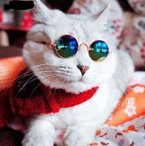 Emulate Android APK Cute Cat Gallery Emulate Android APK Cute Cat Gallery